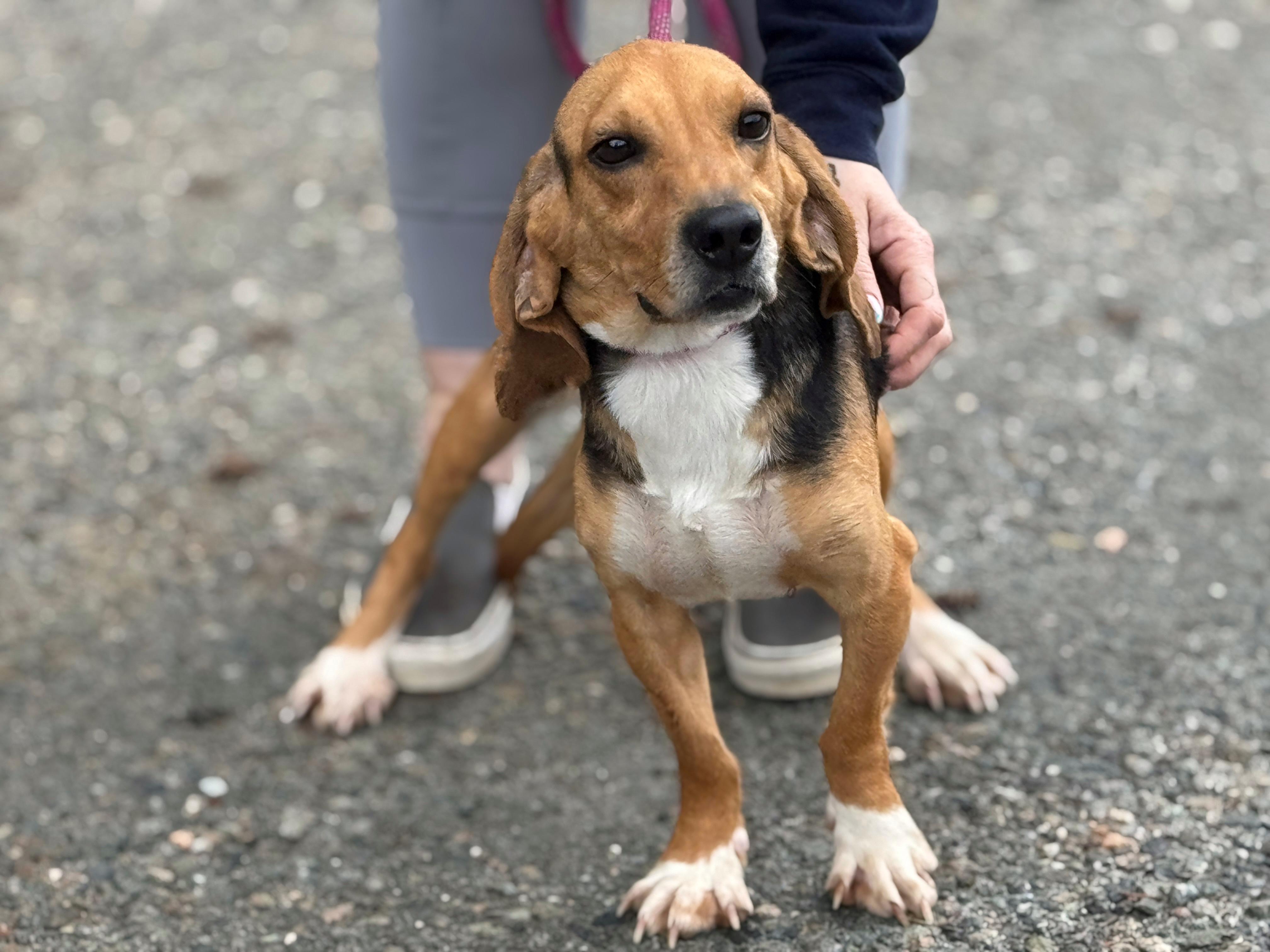 Enlarge Hamlet, a ADOPTABLE Beagle in Richmond, VA image 5/5