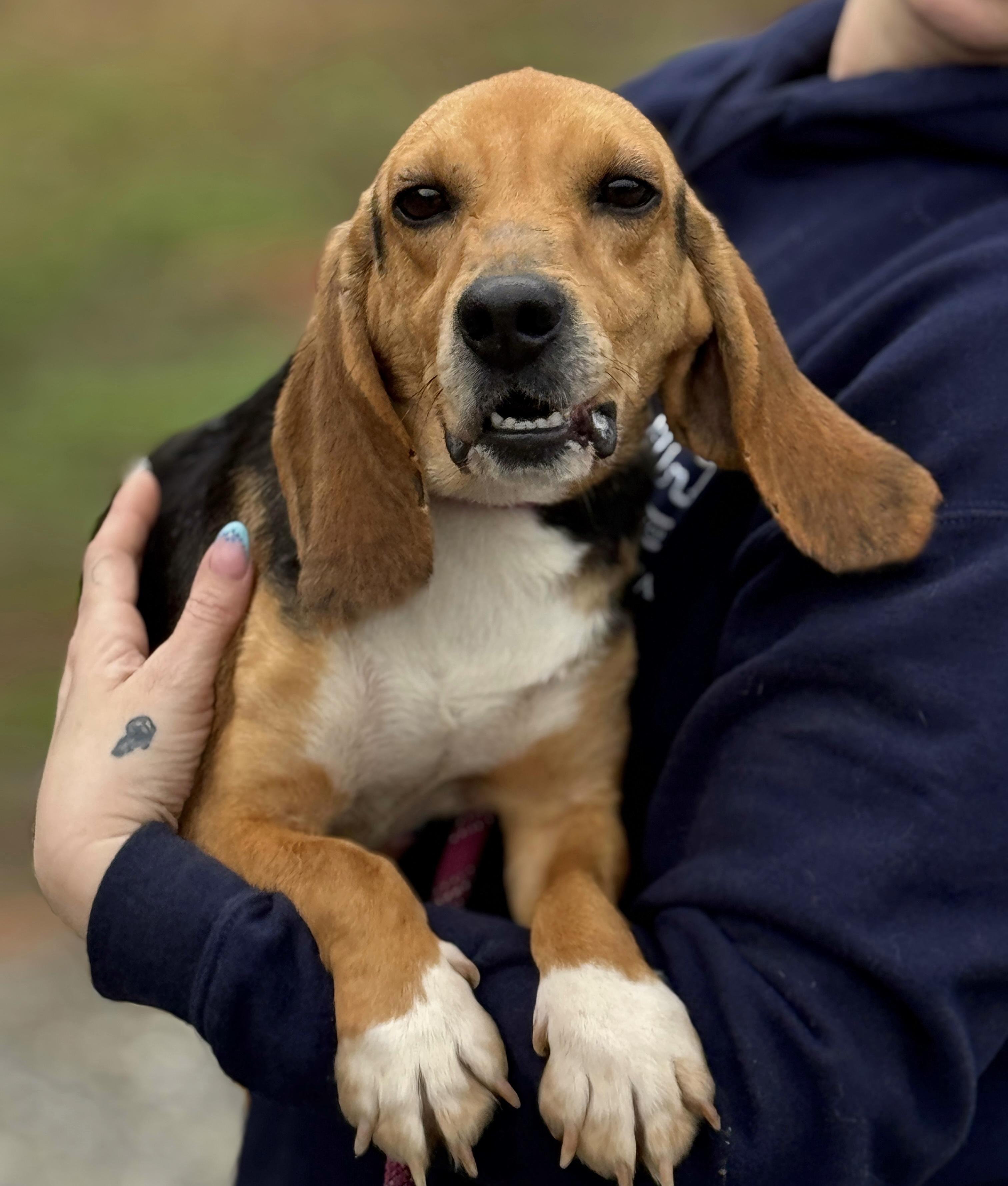 Enlarge Hamlet, a ADOPTABLE Beagle in Richmond, VA image 1/5