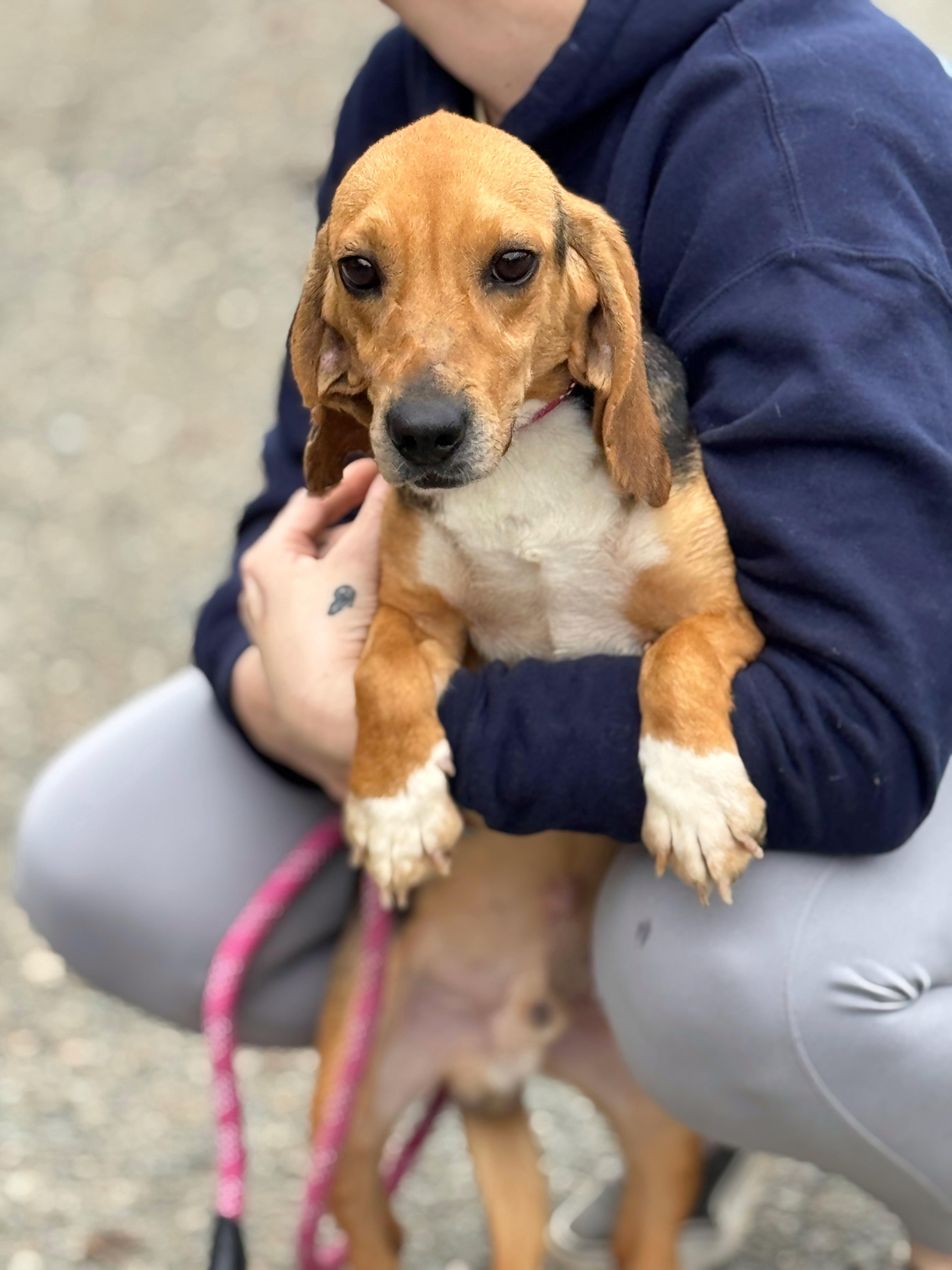 Enlarge Hamlet, a ADOPTABLE Beagle in Richmond, VA image 2/5