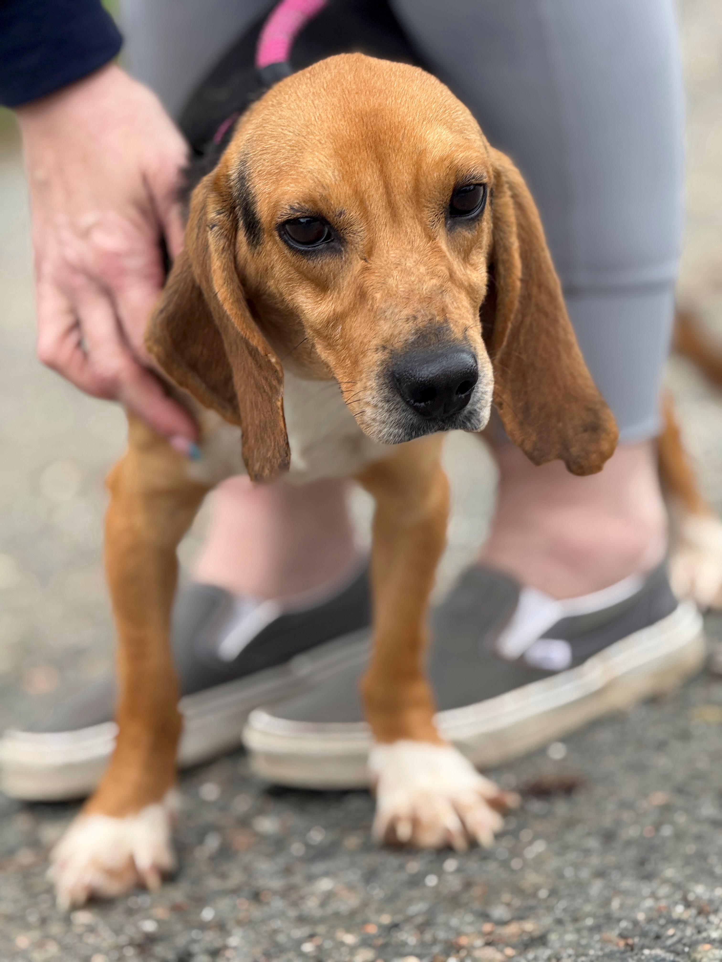 Enlarge Hamlet, a ADOPTABLE Beagle in Richmond, VA image 4/5