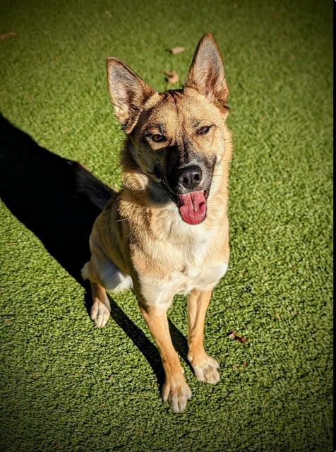 HONEY BEE, Adoptable, Young Female Husky & German Shepherd Dog.