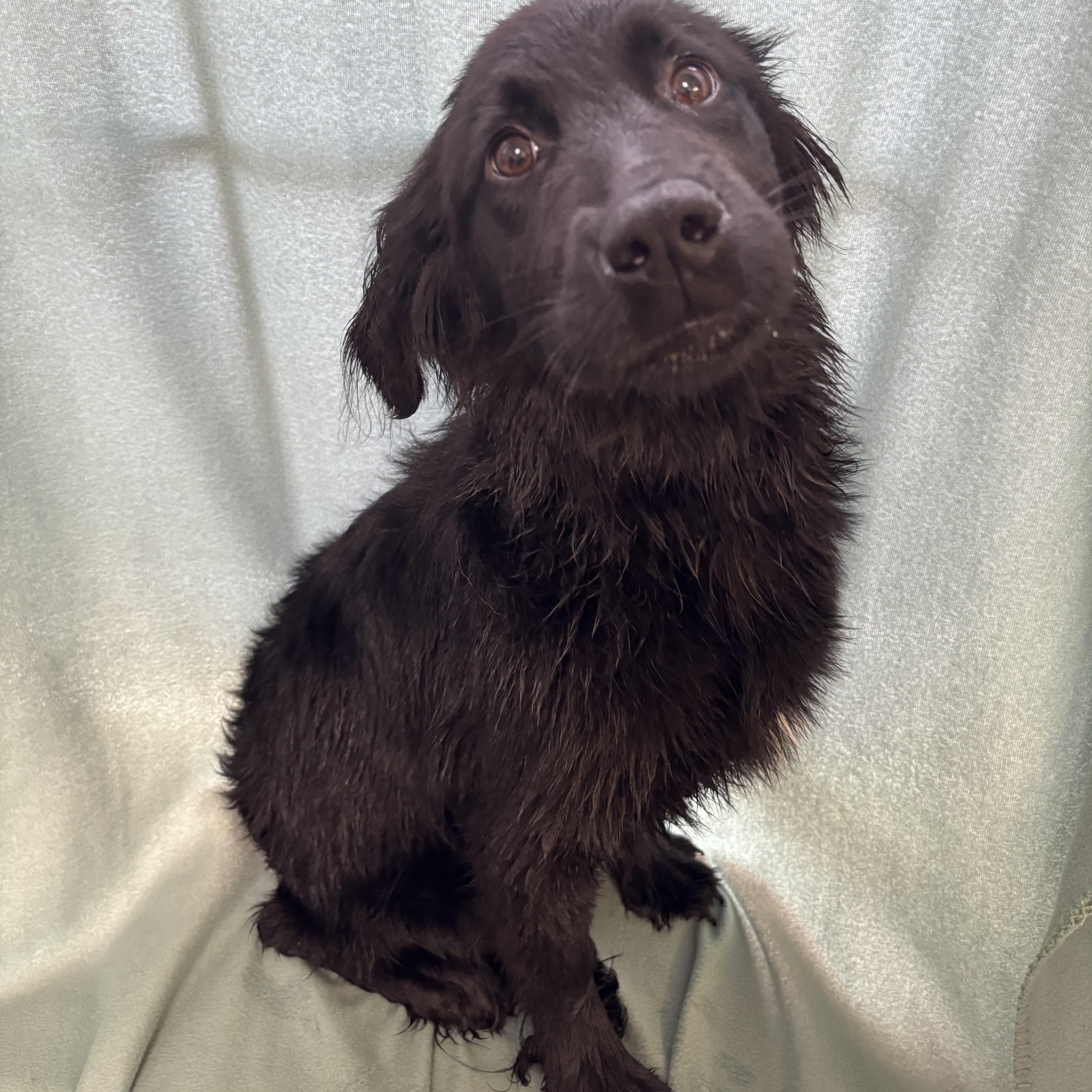Pippy, ADOPTABLE, Puppy Female Mixed Breed.