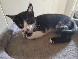 Enlarge Lucas, an adopted mixed breed in Tyler, TX image 4/4