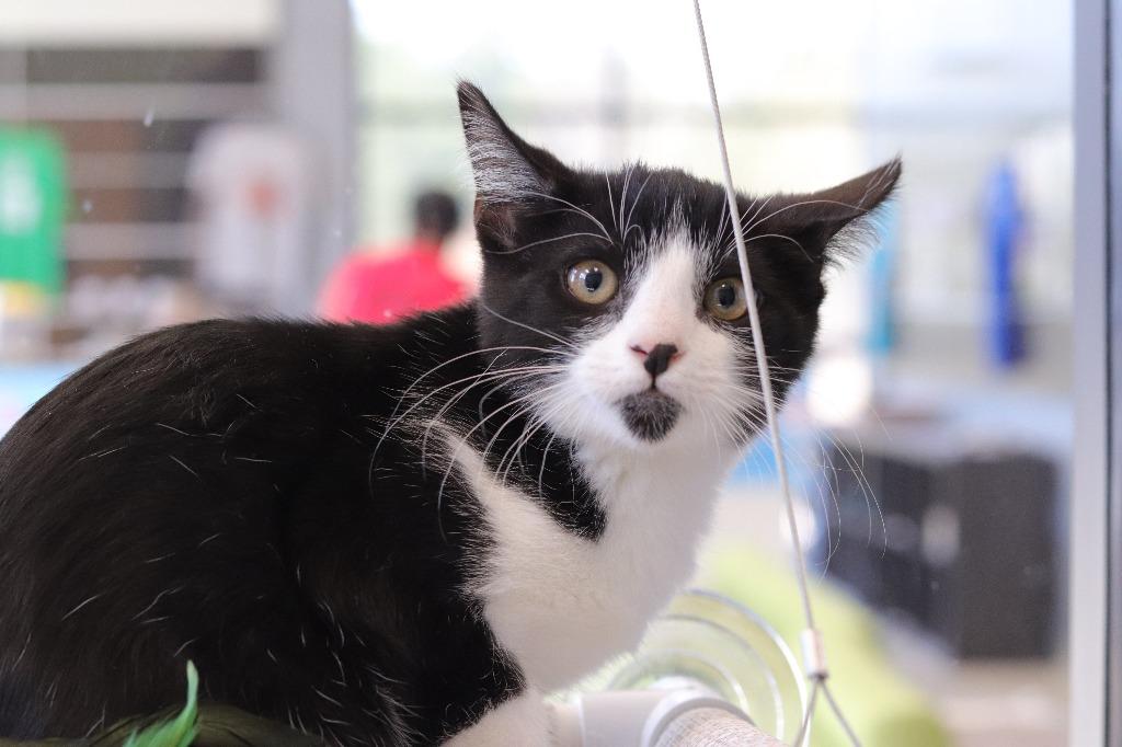 Enlarge Lucas, an adopted mixed breed in Tyler, TX image 2/4