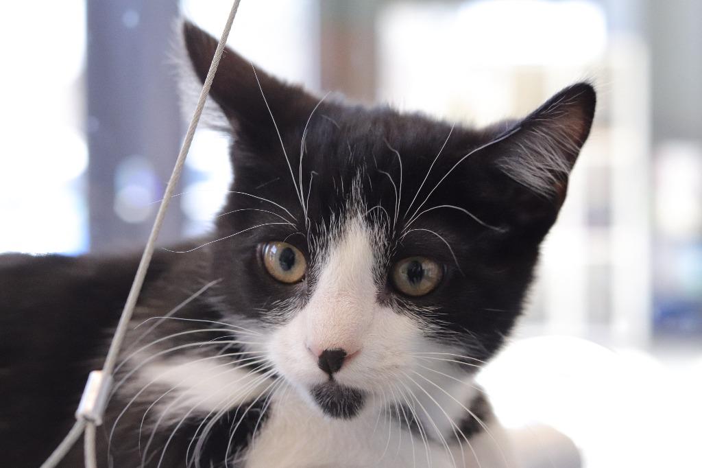 Enlarge Lucas, an adopted mixed breed in Tyler, TX image 3/4