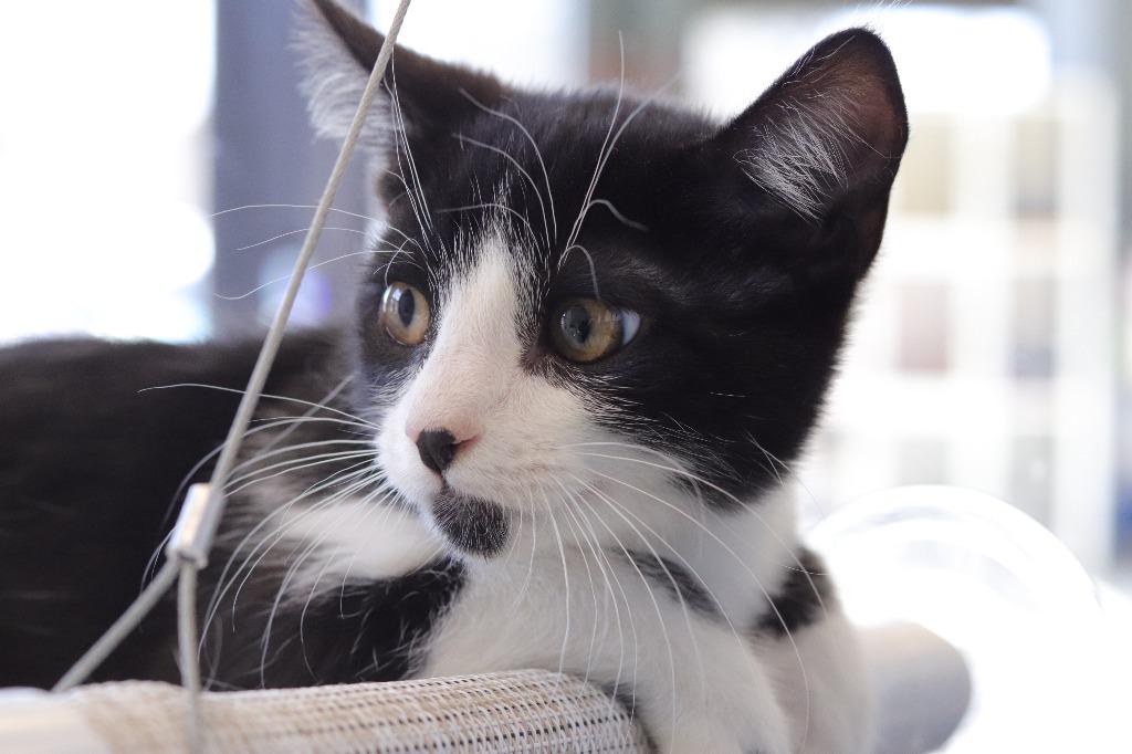 Enlarge Lucas, an adopted mixed breed in Tyler, TX image 1/4