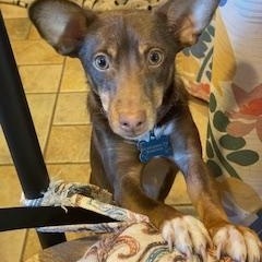 Brownie Year Old photo 1