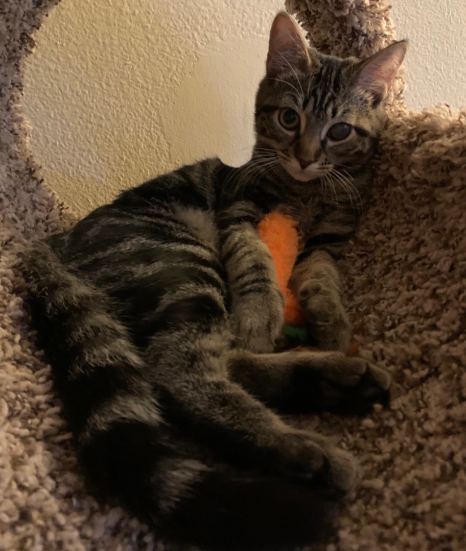 Baby Angie, a Adoptable Domestic Short Hair in Los Angeles, CA image 1/5