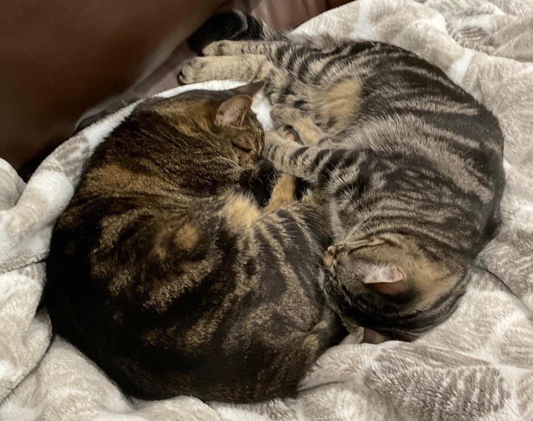 Baby Angie, a Adoptable Domestic Short Hair in Los Angeles, CA image 2/5