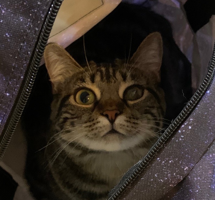 Baby Angie, a Adoptable Domestic Short Hair in Los Angeles, CA image 3/5