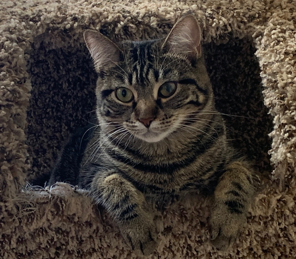 Baby Angie, a Adoptable Domestic Short Hair in Los Angeles, CA image 4/5