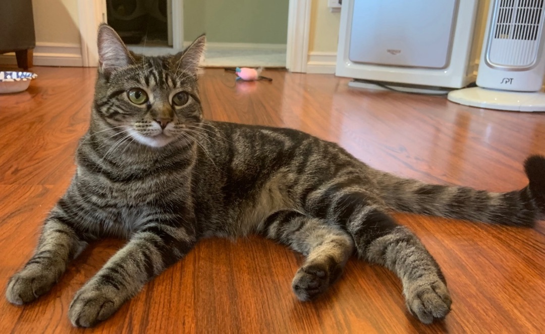 Baby Angie, a Adoptable Domestic Short Hair in Los Angeles, CA image 5/5