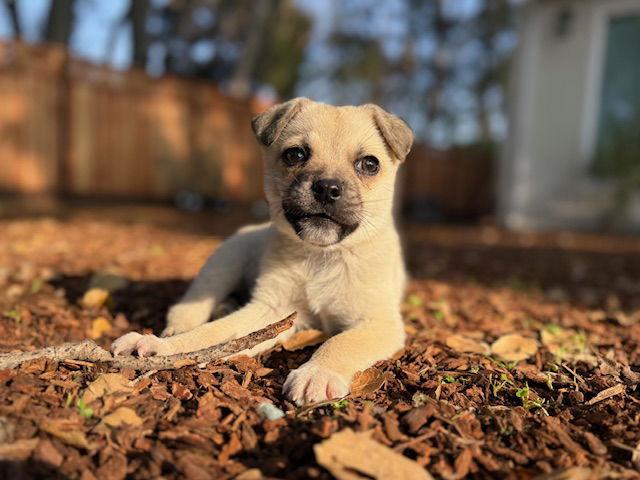 Gilbert, Adoptable, Young Male Chihuahua.