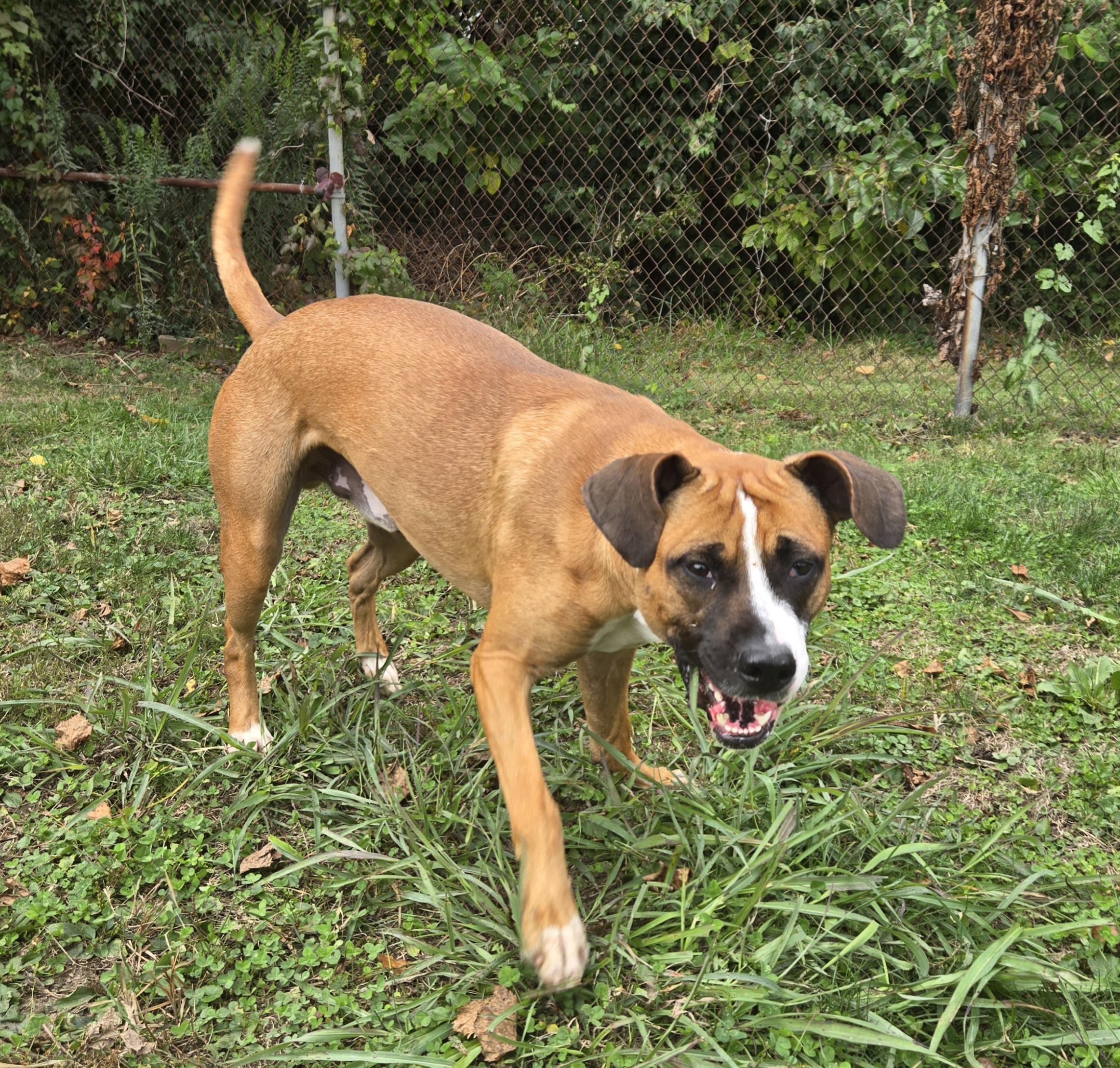 Enlarge Roberto , a Adoptable Retriever in Xenia , OH image 3/5