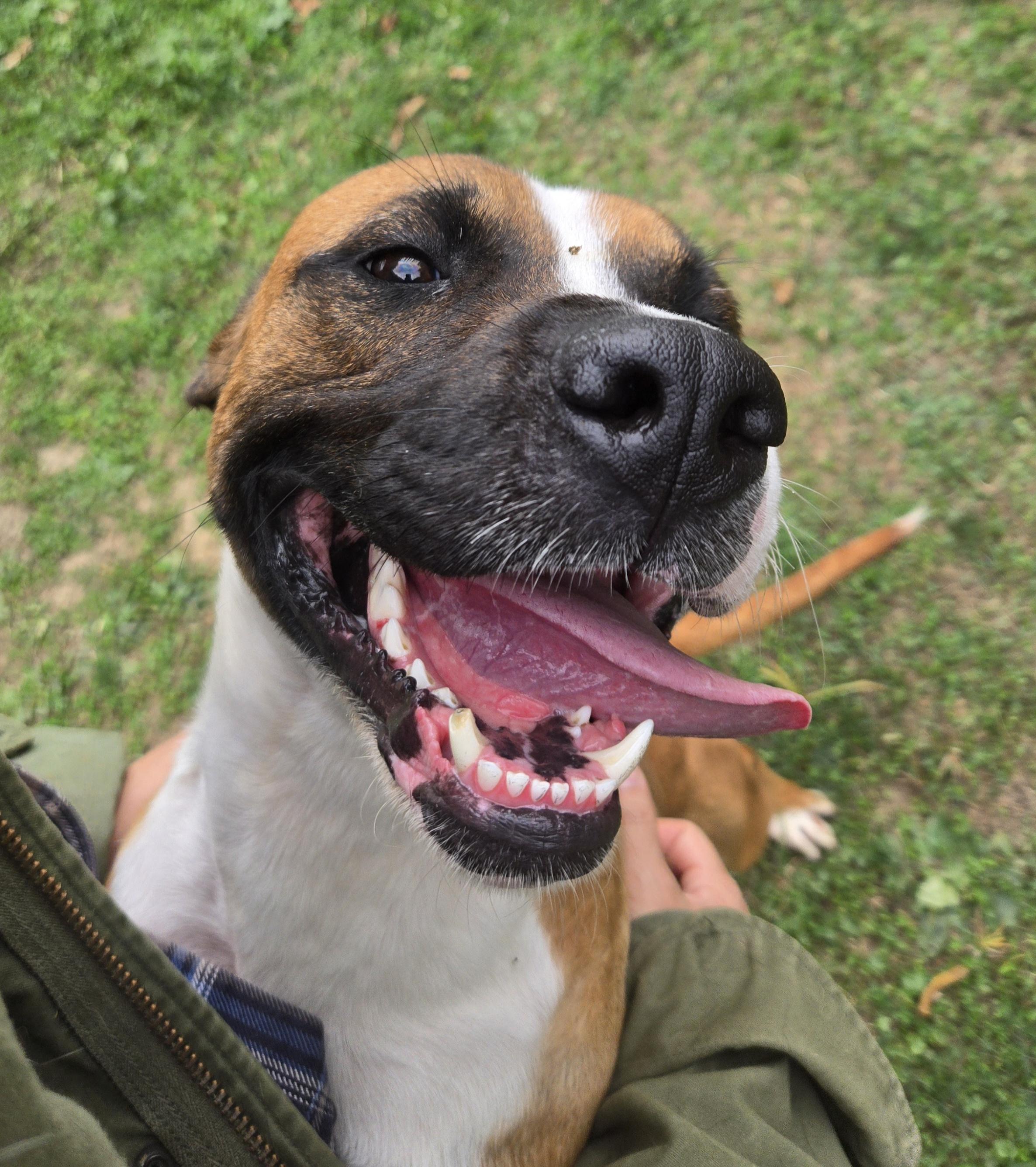 Enlarge Roberto , a Adoptable Retriever in Xenia , OH image 4/5