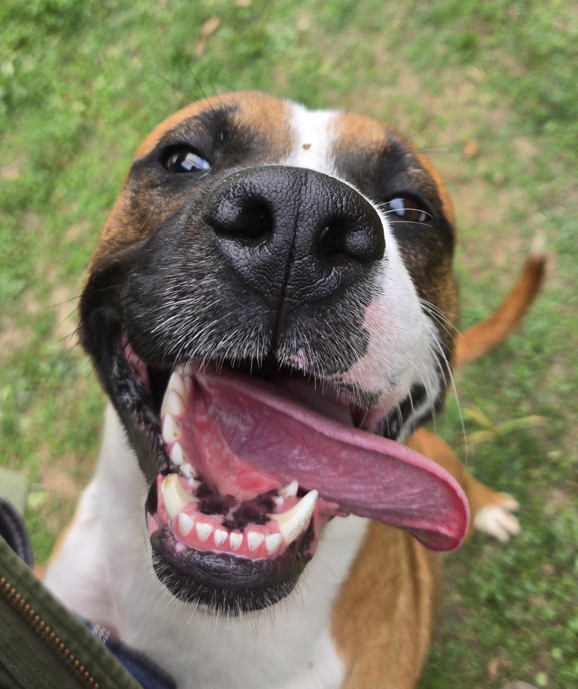 Enlarge Roberto , a Adoptable Retriever in Xenia , OH image 2/5