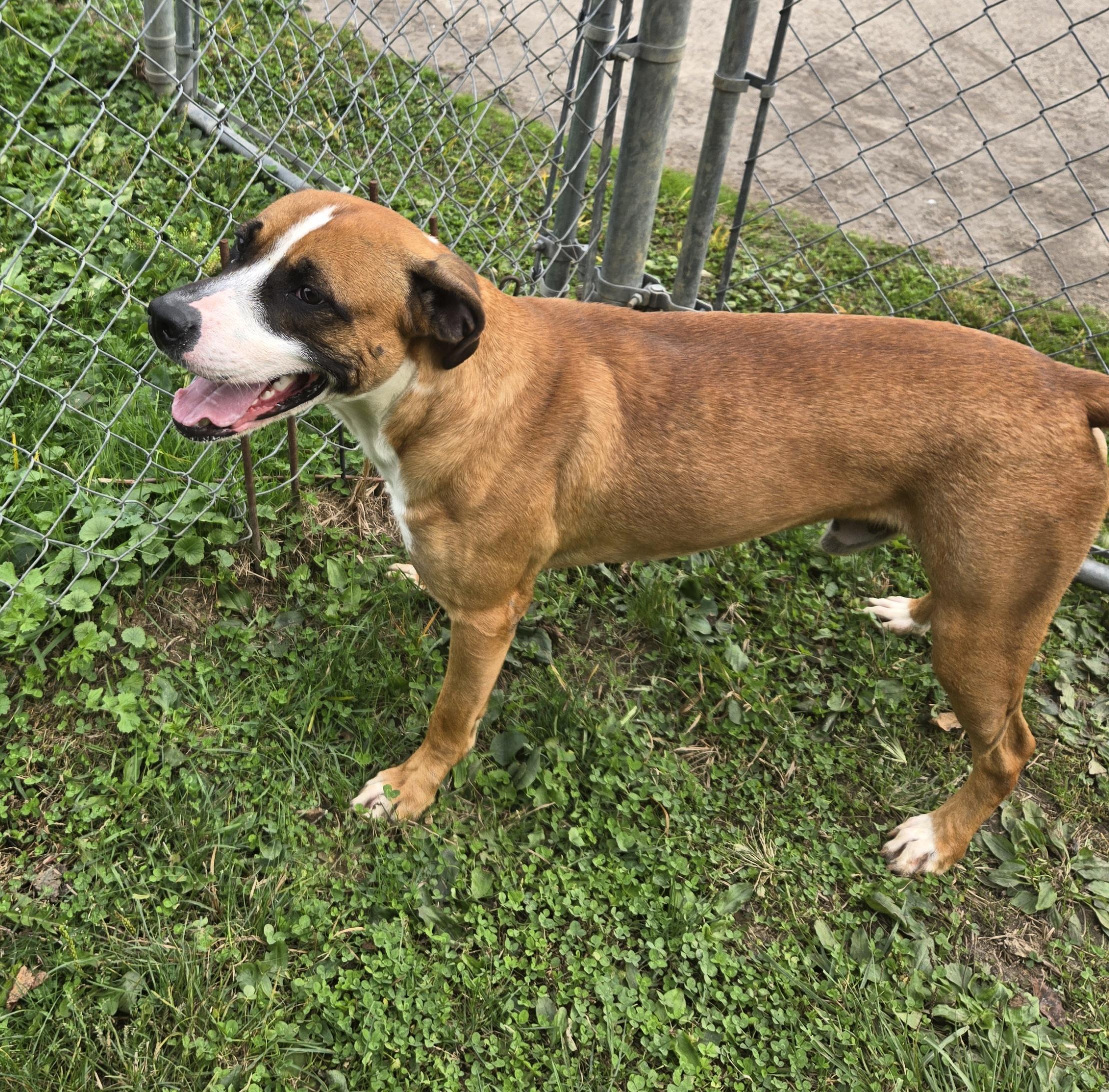 Enlarge Roberto , a Adoptable Retriever in Xenia , OH image 5/5