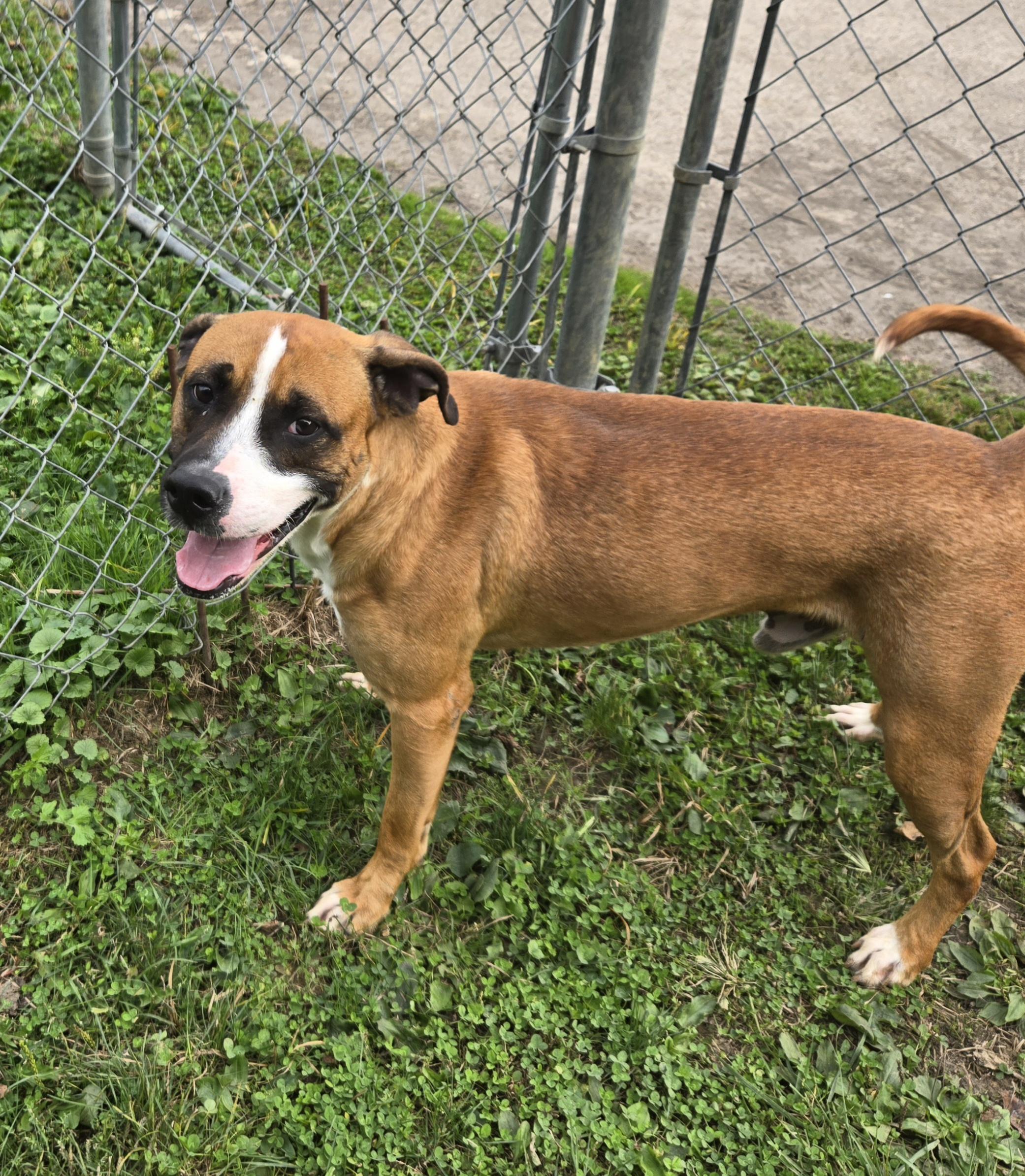 Roberto , Adoptable, Adult Male Retriever.