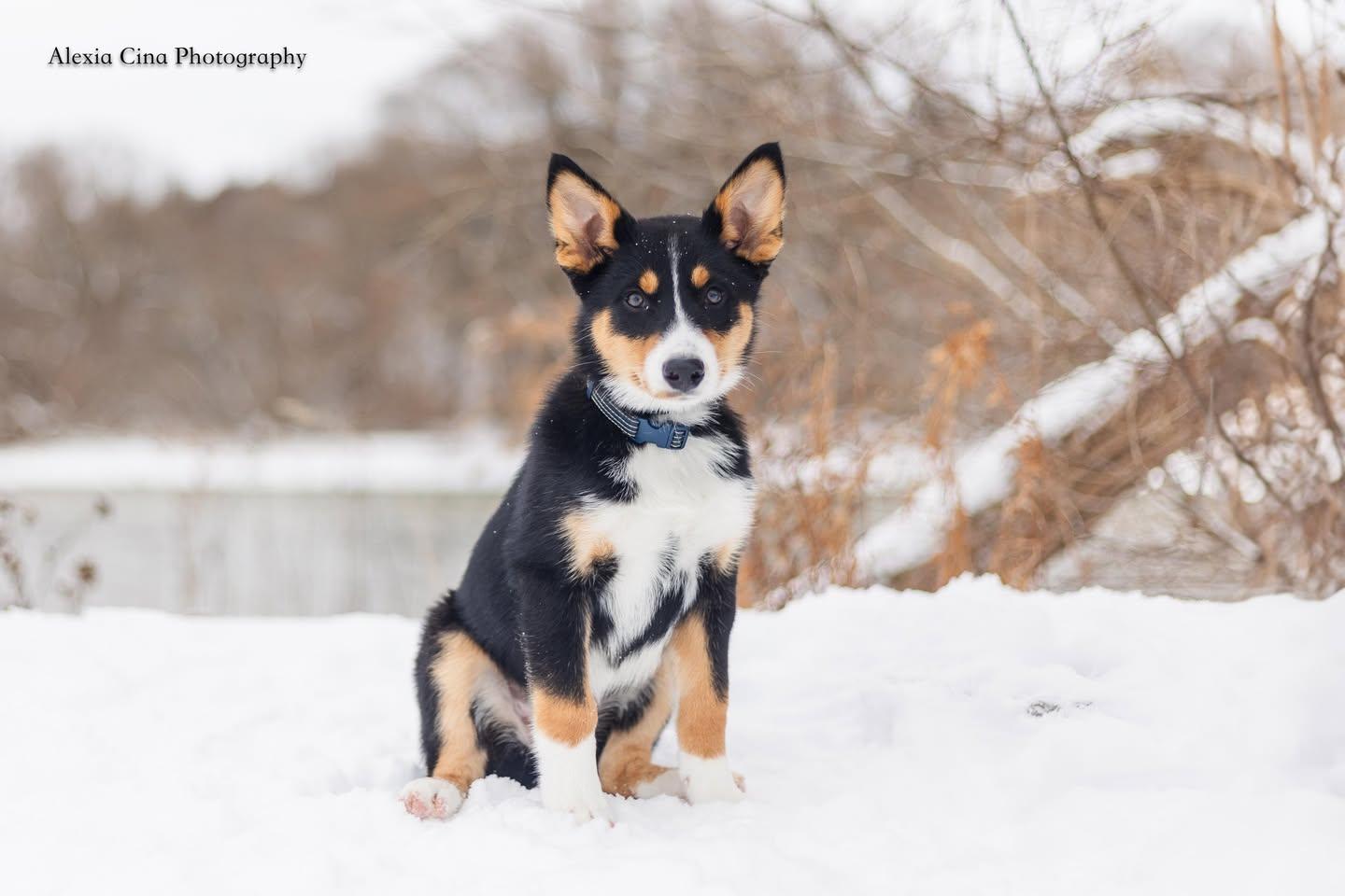 Mariah, a ADOPTABLE mixed breed in Drumbo, ON image 4/4