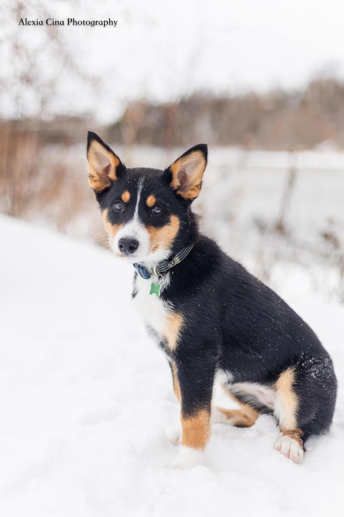 Mariah, a ADOPTABLE mixed breed in Drumbo, ON image 2/4