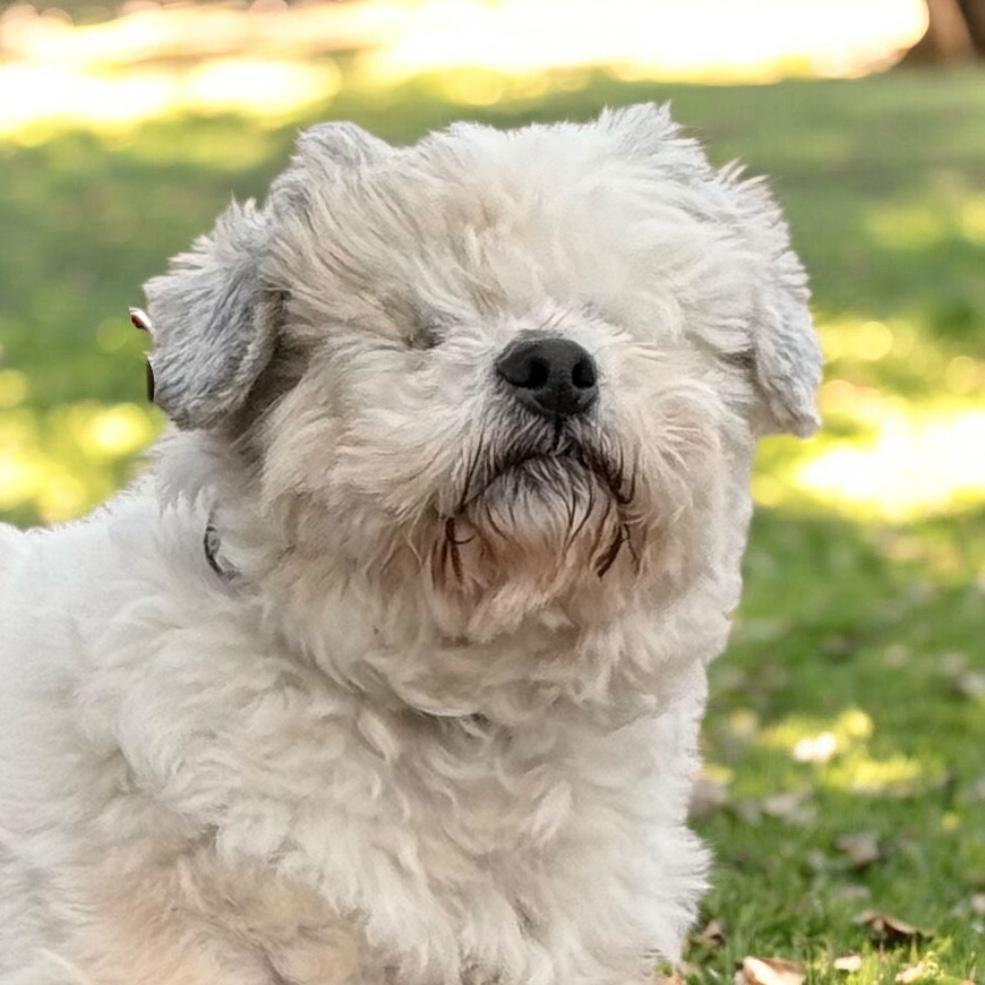 Enlarge Dexter, a ADOPTABLE mixed breed in Nerstrand, MN image 2/4