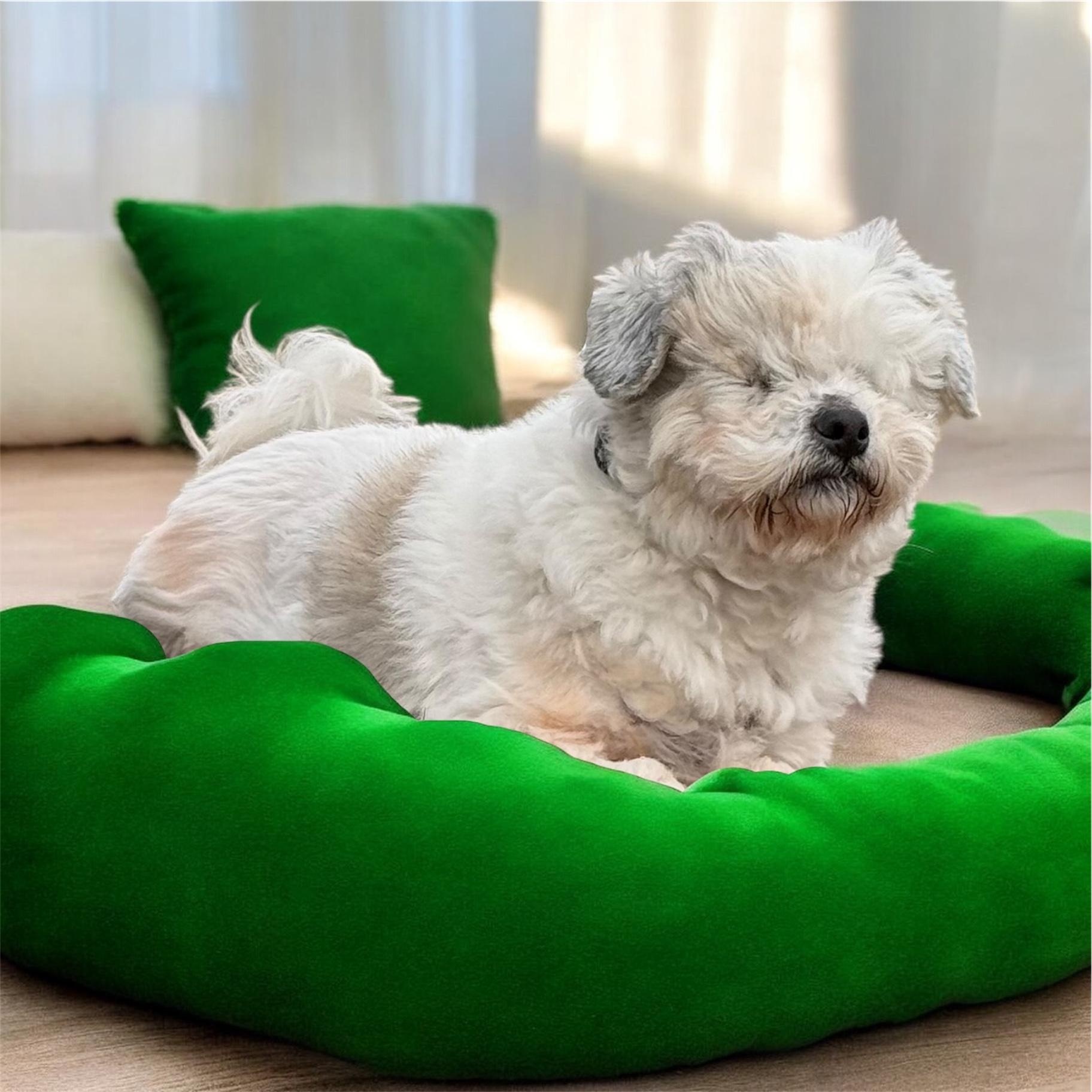 Enlarge Dexter, a ADOPTABLE mixed breed in Nerstrand, MN image 1/4