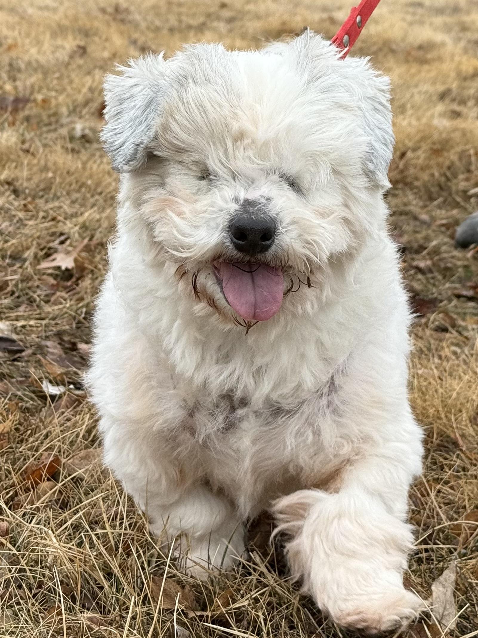 Enlarge Dexter, a ADOPTABLE mixed breed in Nerstrand, MN image 3/4
