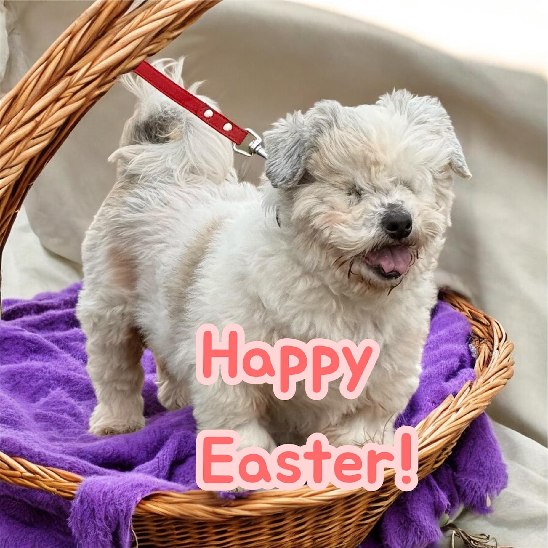 Enlarge Dexter, a ADOPTABLE mixed breed in Nerstrand, MN image 4/4