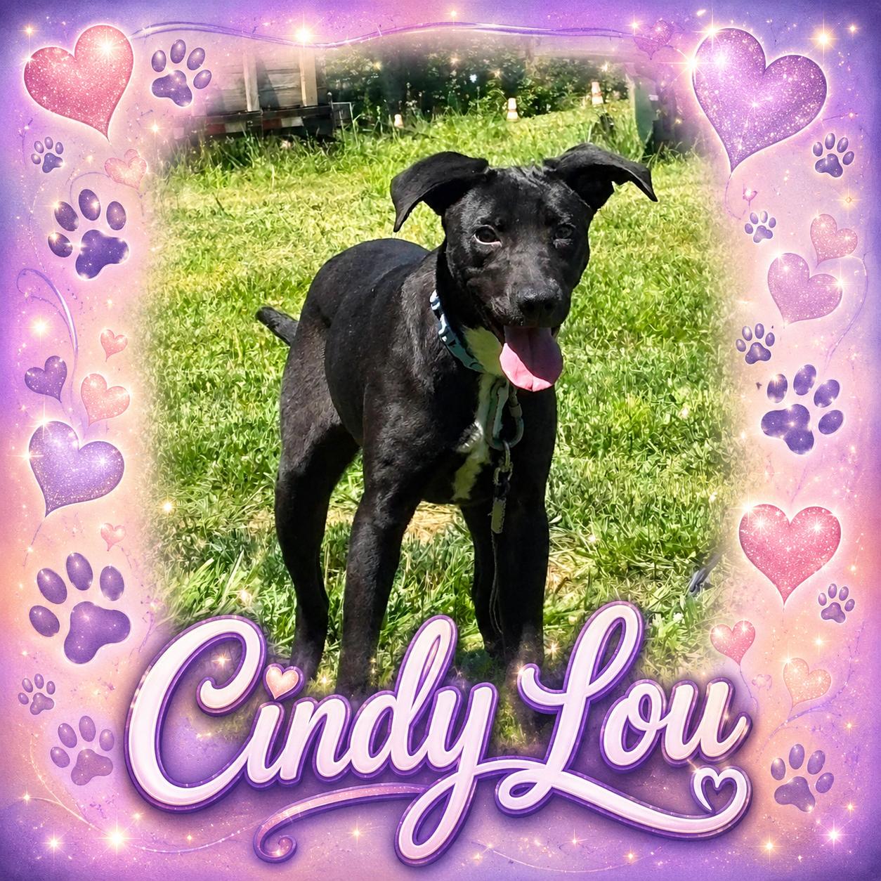 Cindy Lou, Adoptable, Young Female Pit Bull Terrier & Hound.