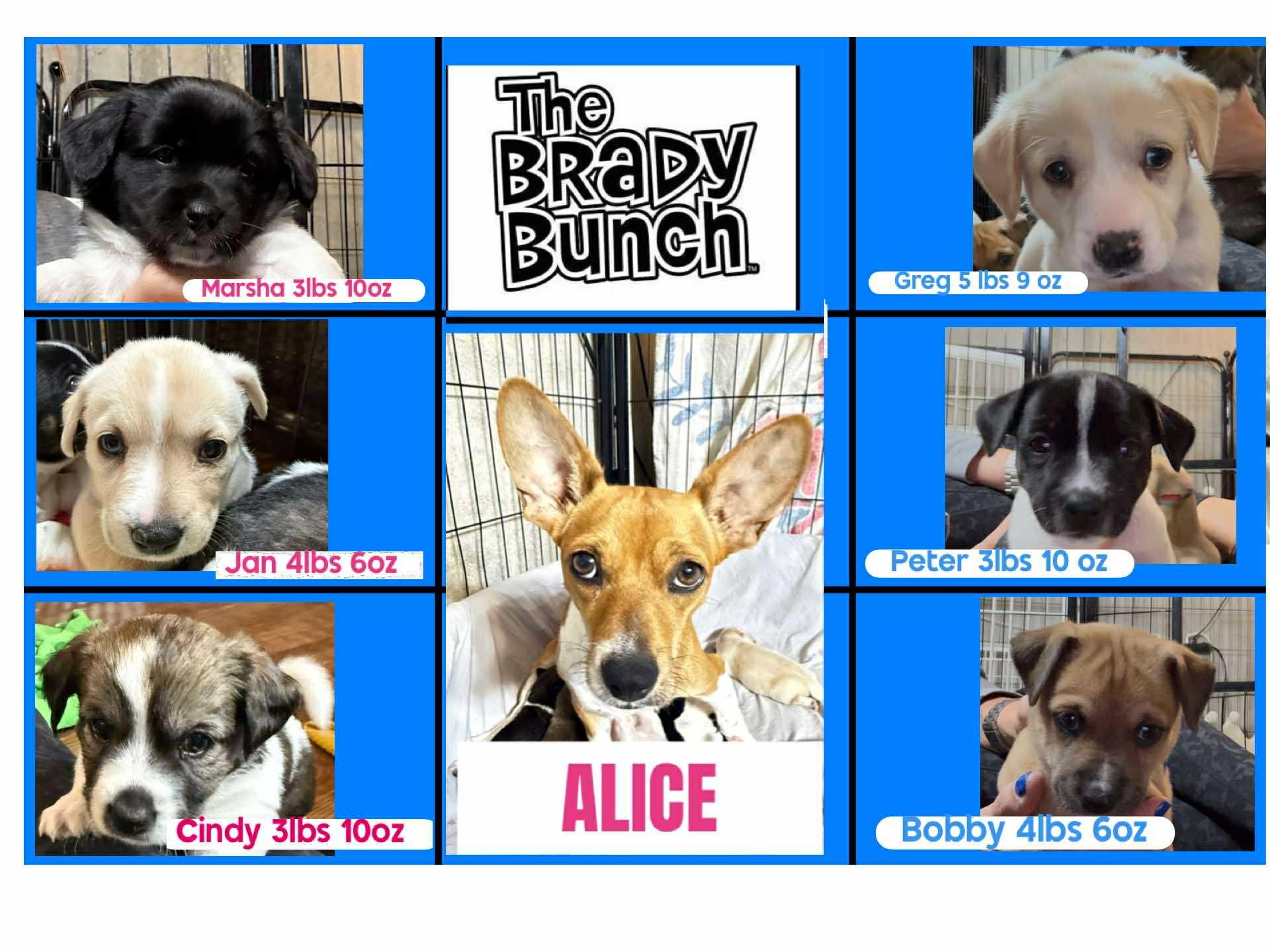 Greg, adoptable, Puppy Male Dachshund.