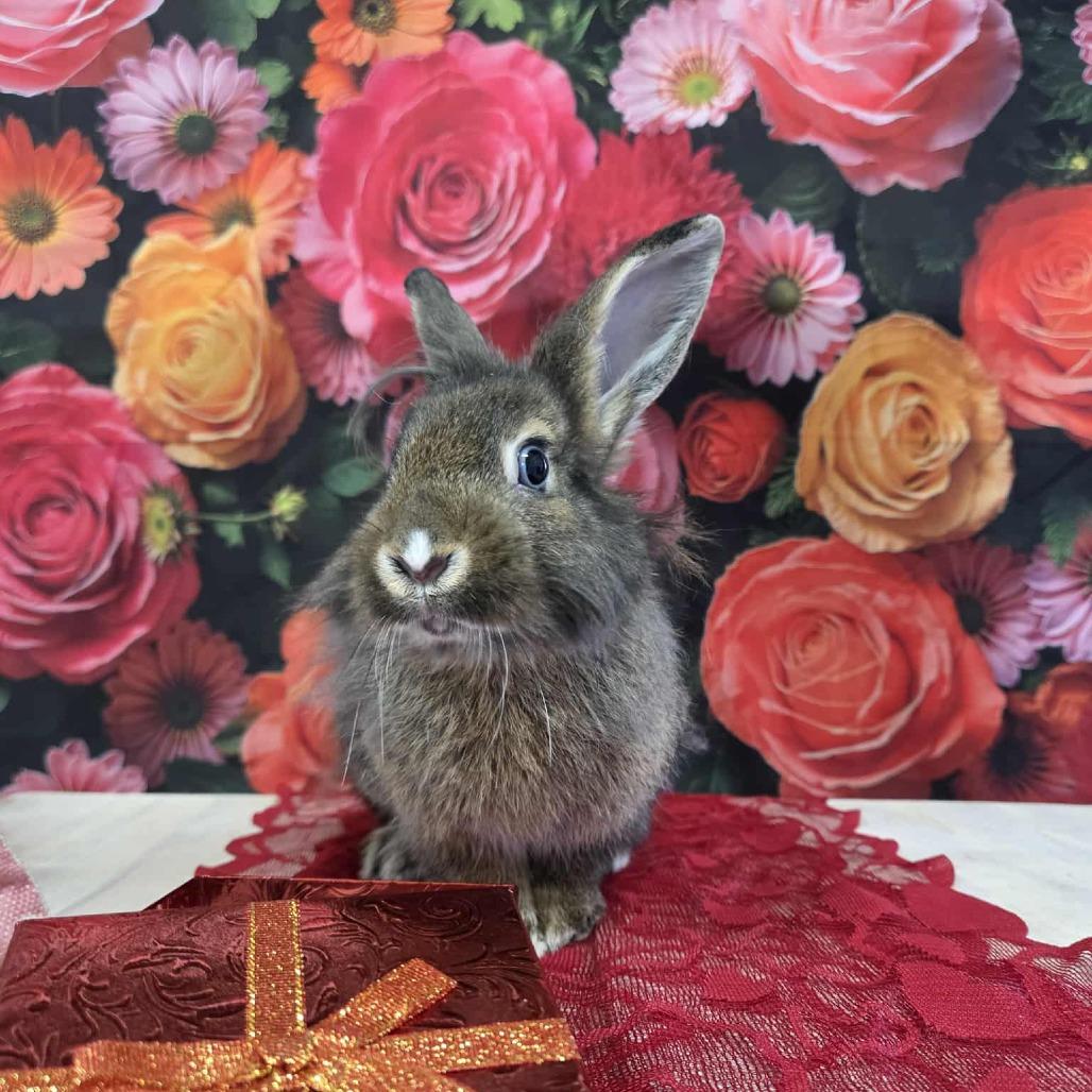 Enlarge Toblerone, a Adoptable Lionhead in Hilliard , FL image 1/6