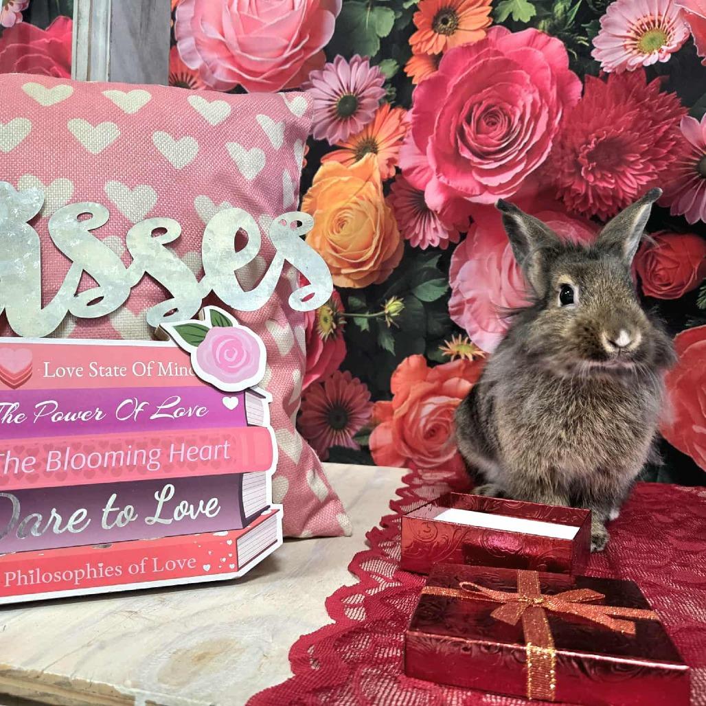 Enlarge Toblerone, a Adoptable Lionhead in Hilliard , FL image 2/6