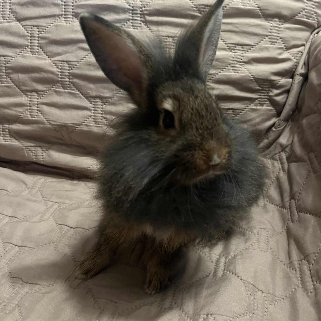 Enlarge Toblerone, a Adoptable Lionhead in Hilliard , FL image 1/4