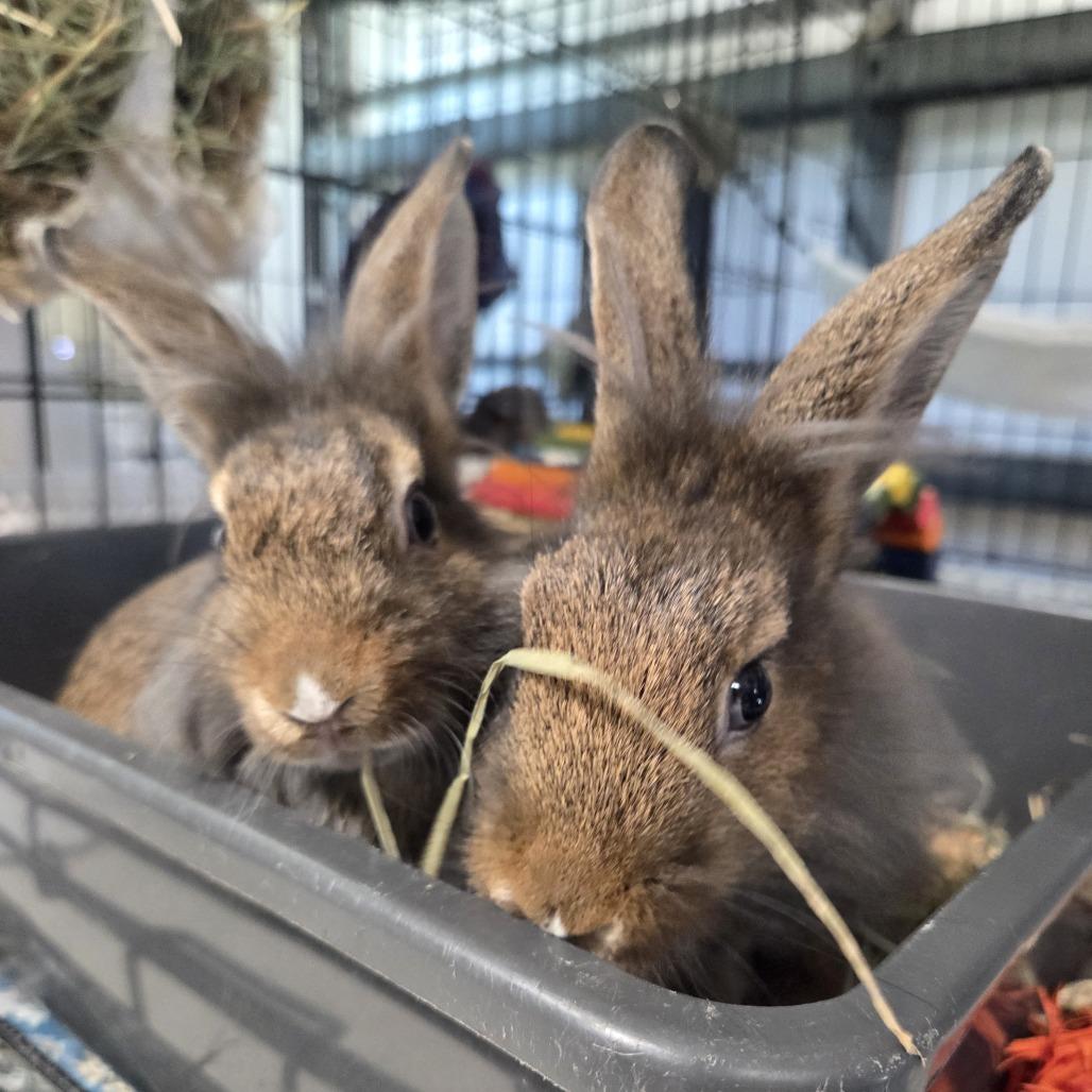 Enlarge Toblerone, a Adoptable Lionhead in Hilliard , FL image 3/4