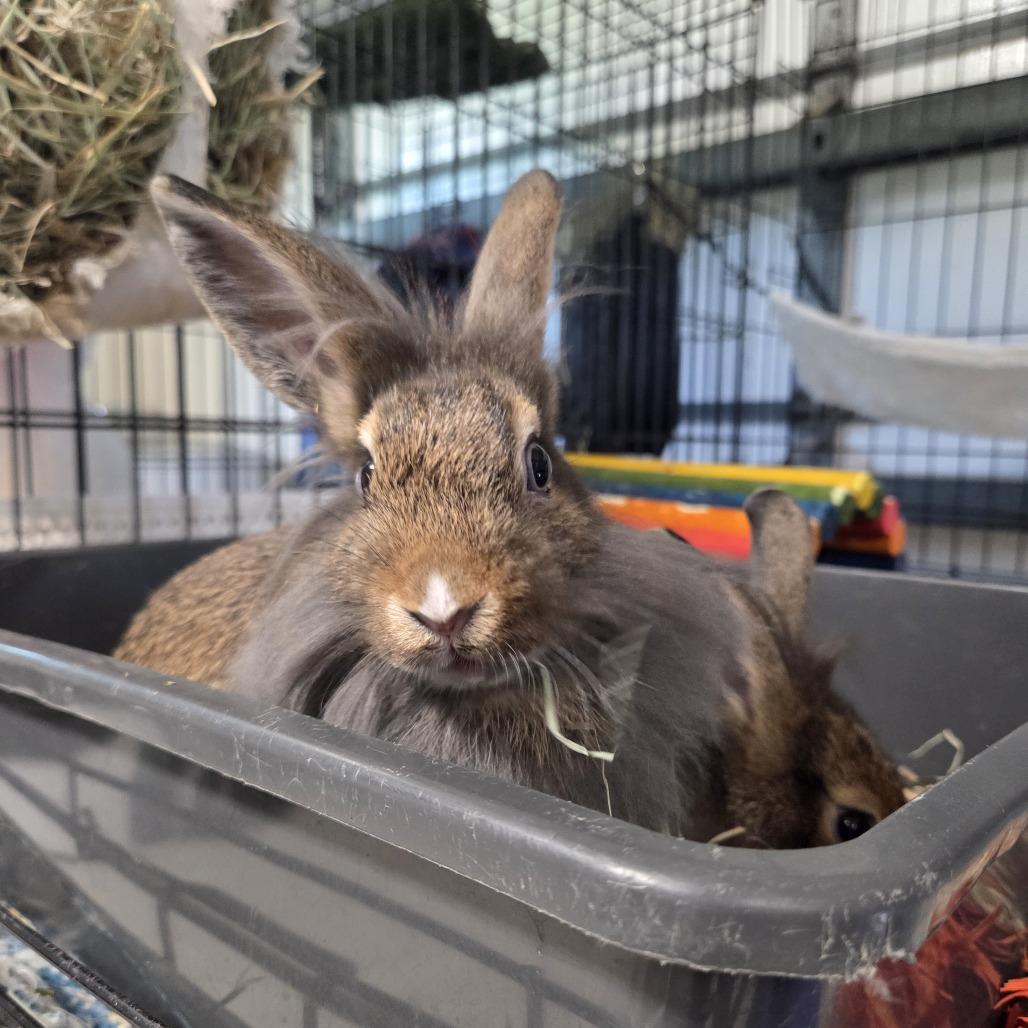 Enlarge Toblerone, a Adoptable Lionhead in Hilliard , FL image 4/4