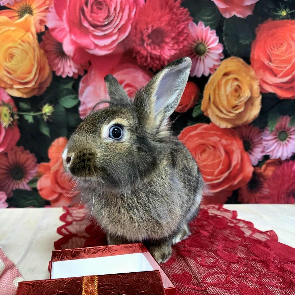 Enlarge Toblerone, a Adoptable Lionhead in Hilliard , FL image 4/6