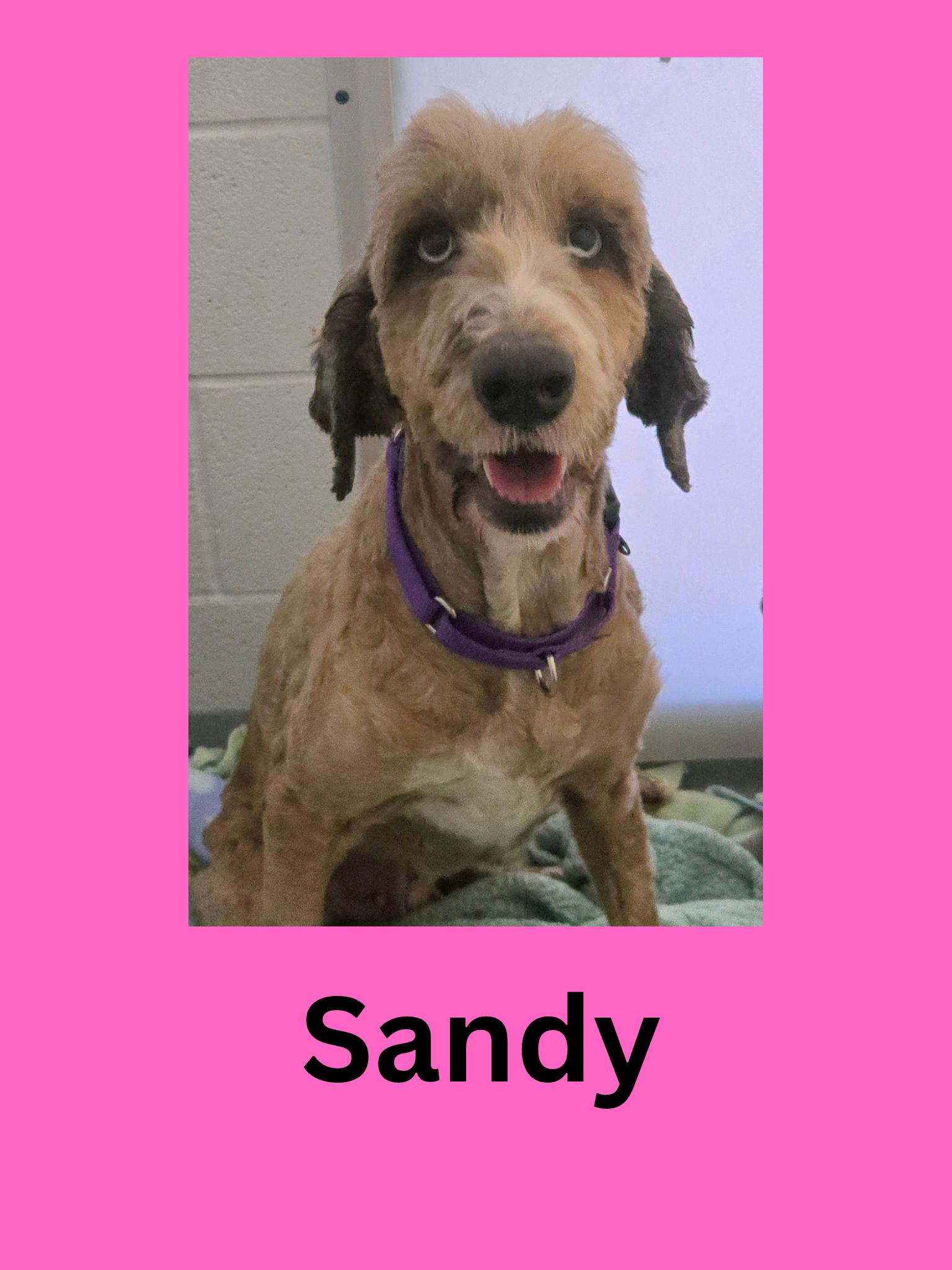 Enlarge Sandy, a ADOPTABLE mixed breed in Ravenna, OH image 1/1