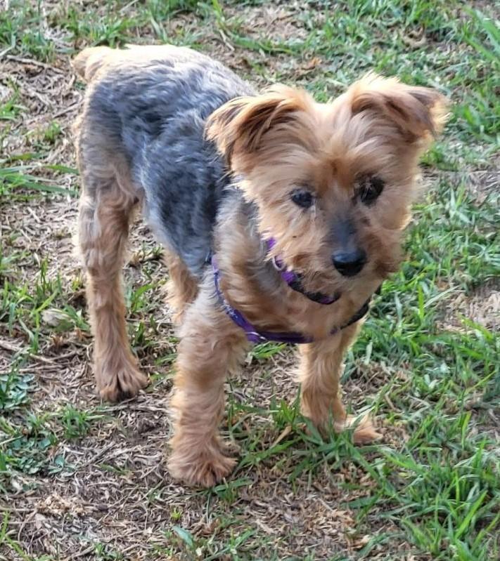 Enlarge LILY, a Adopted Yorkshire Terrier in Huntington Beach, CA image 1/4