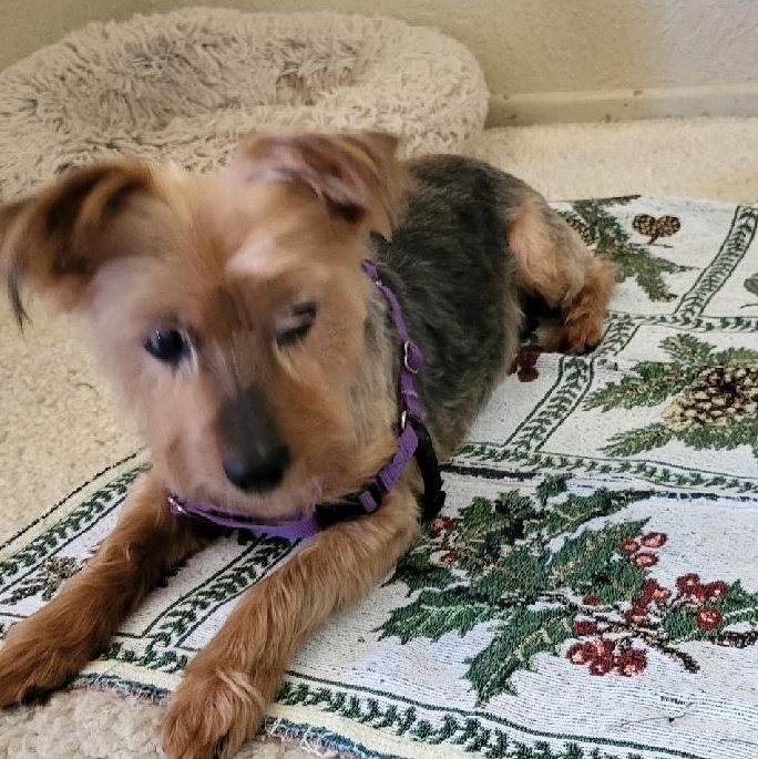 Enlarge LILY, a Adopted Yorkshire Terrier in Huntington Beach, CA image 2/4