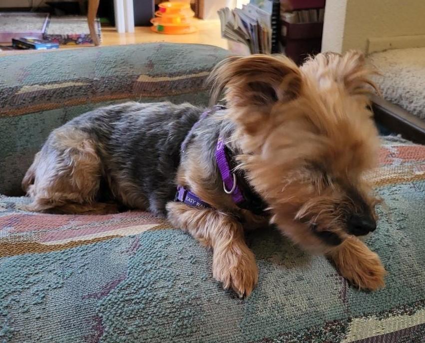 Enlarge LILY, a Adopted Yorkshire Terrier in Huntington Beach, CA image 3/4