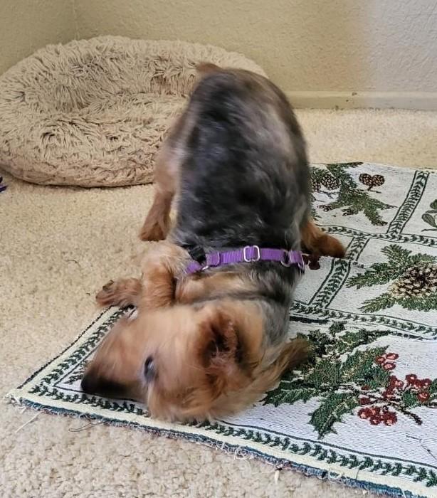 Enlarge LILY, a Adopted Yorkshire Terrier in Huntington Beach, CA image 4/4