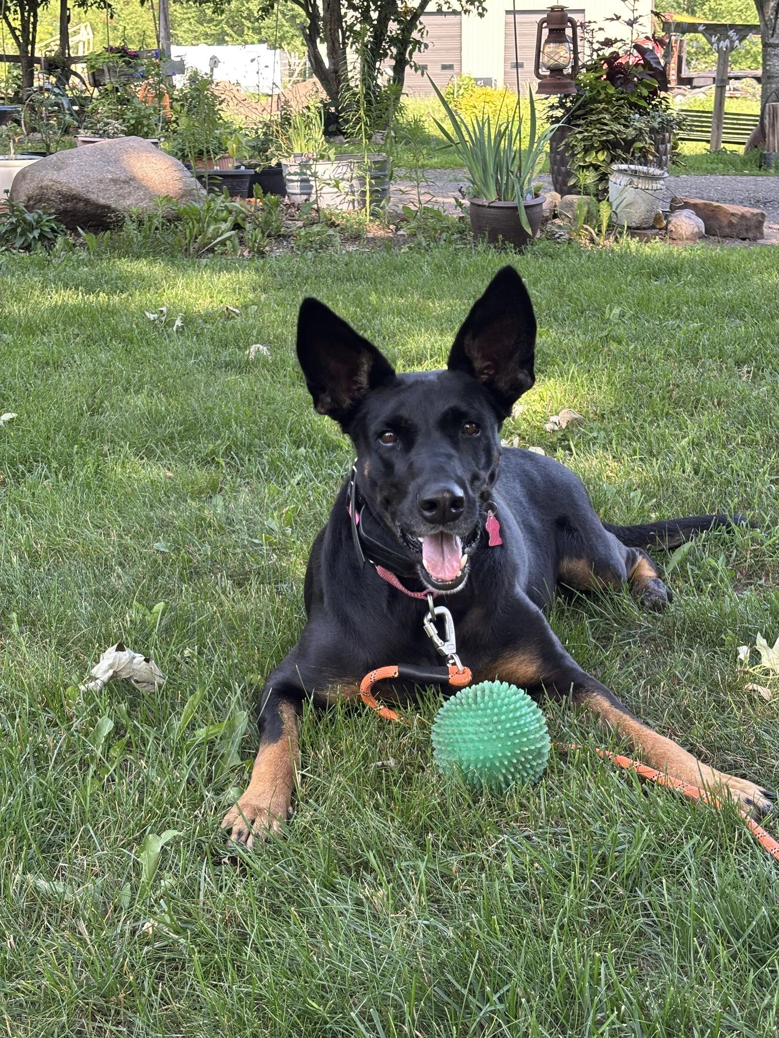 Tia, Adoptable, Adult Female Doberman Pinscher & German Shepherd Dog.