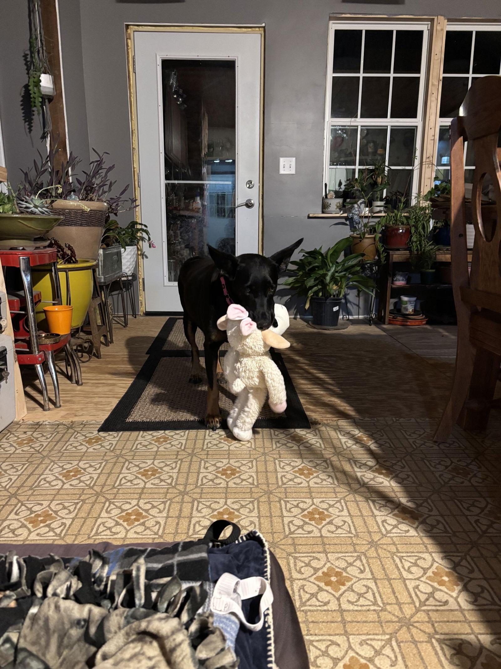 Enlarge Tia, a Adoptable mixed breed in Minneapolis, MN image 1/3