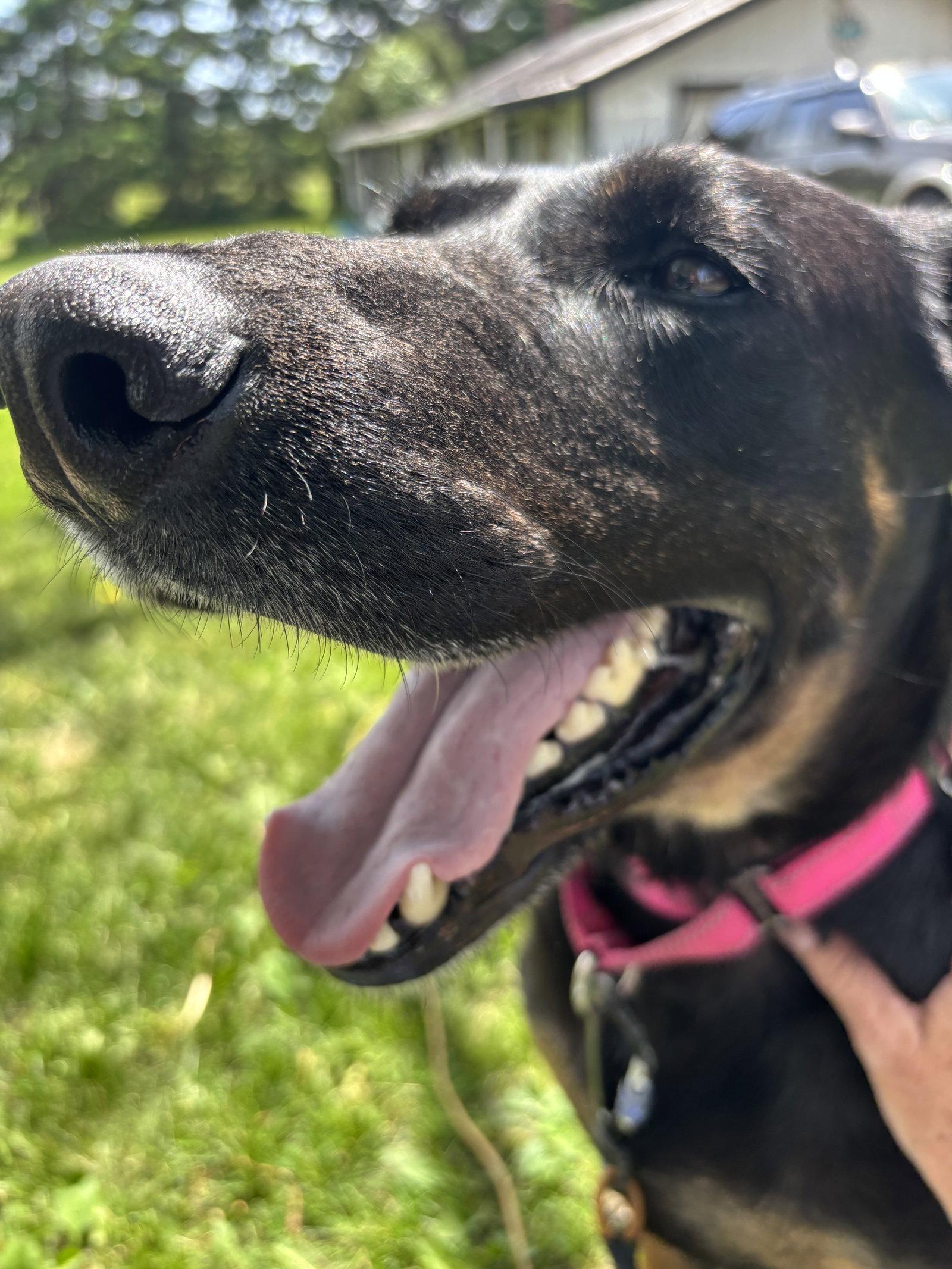 Tia, a Adoptable mixed breed in Minneapolis, MN image 2/3