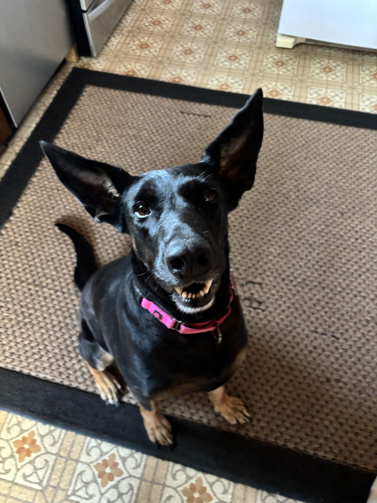 Enlarge Tia, a Adoptable mixed breed in Minneapolis, MN image 2/3