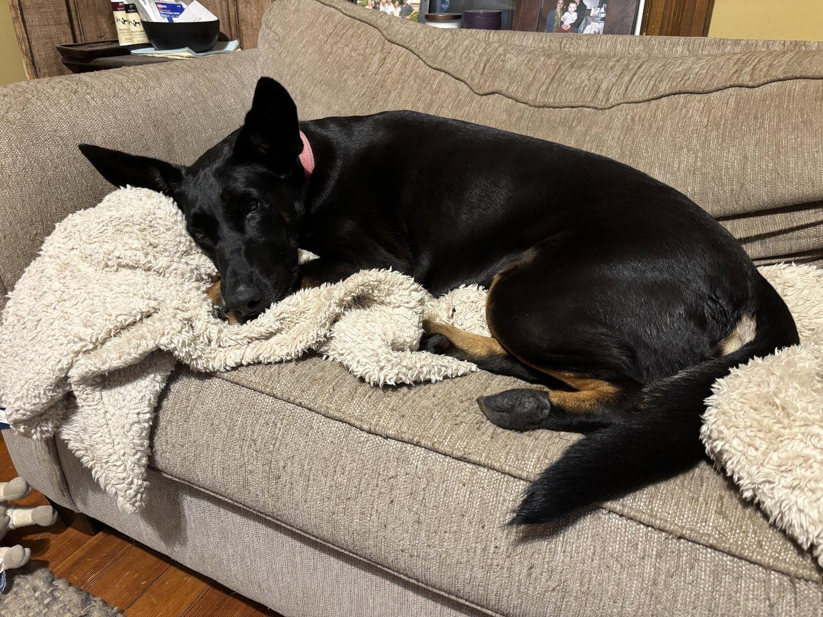 Tia, a Adoptable mixed breed in Minneapolis, MN image 3/3