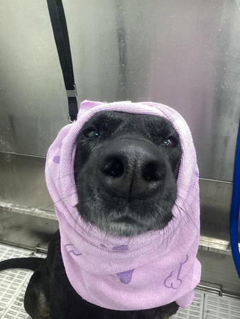 Tia, a Adoptable mixed breed in Minneapolis, MN image 3/3
