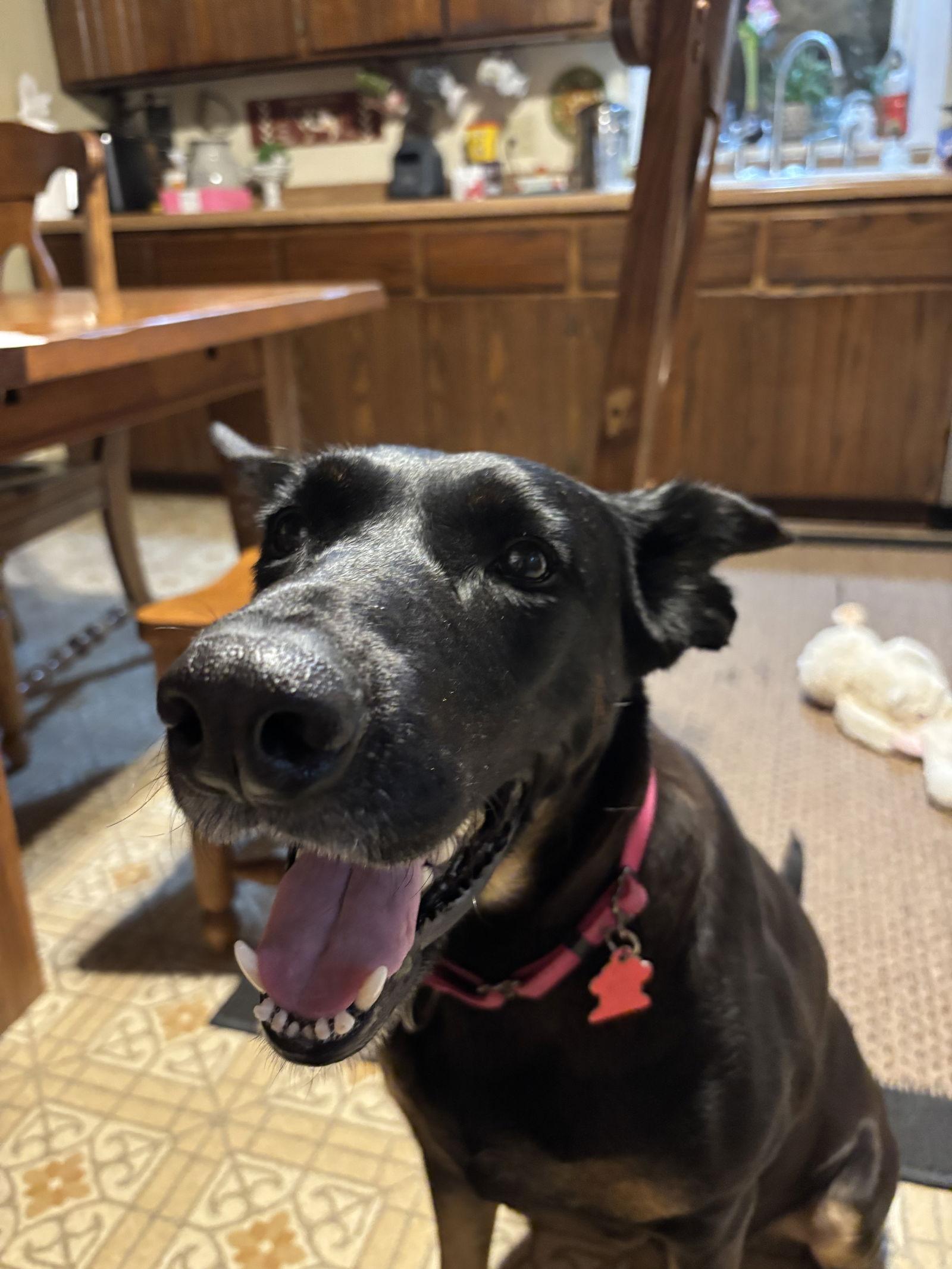 Enlarge Tia, a Adoptable mixed breed in Minneapolis, MN image 3/3