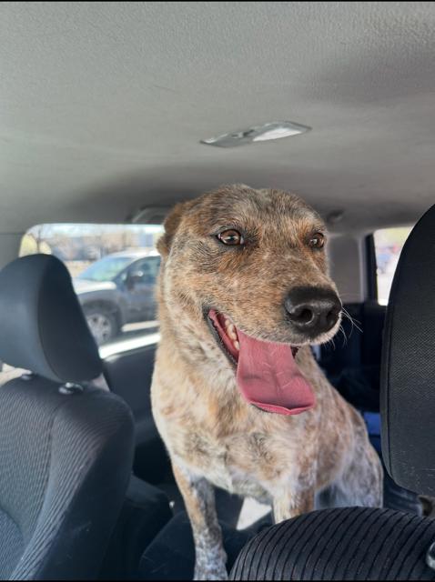 Kevin, Adoptable, Young Male Australian Cattle Dog / Blue Heeler.