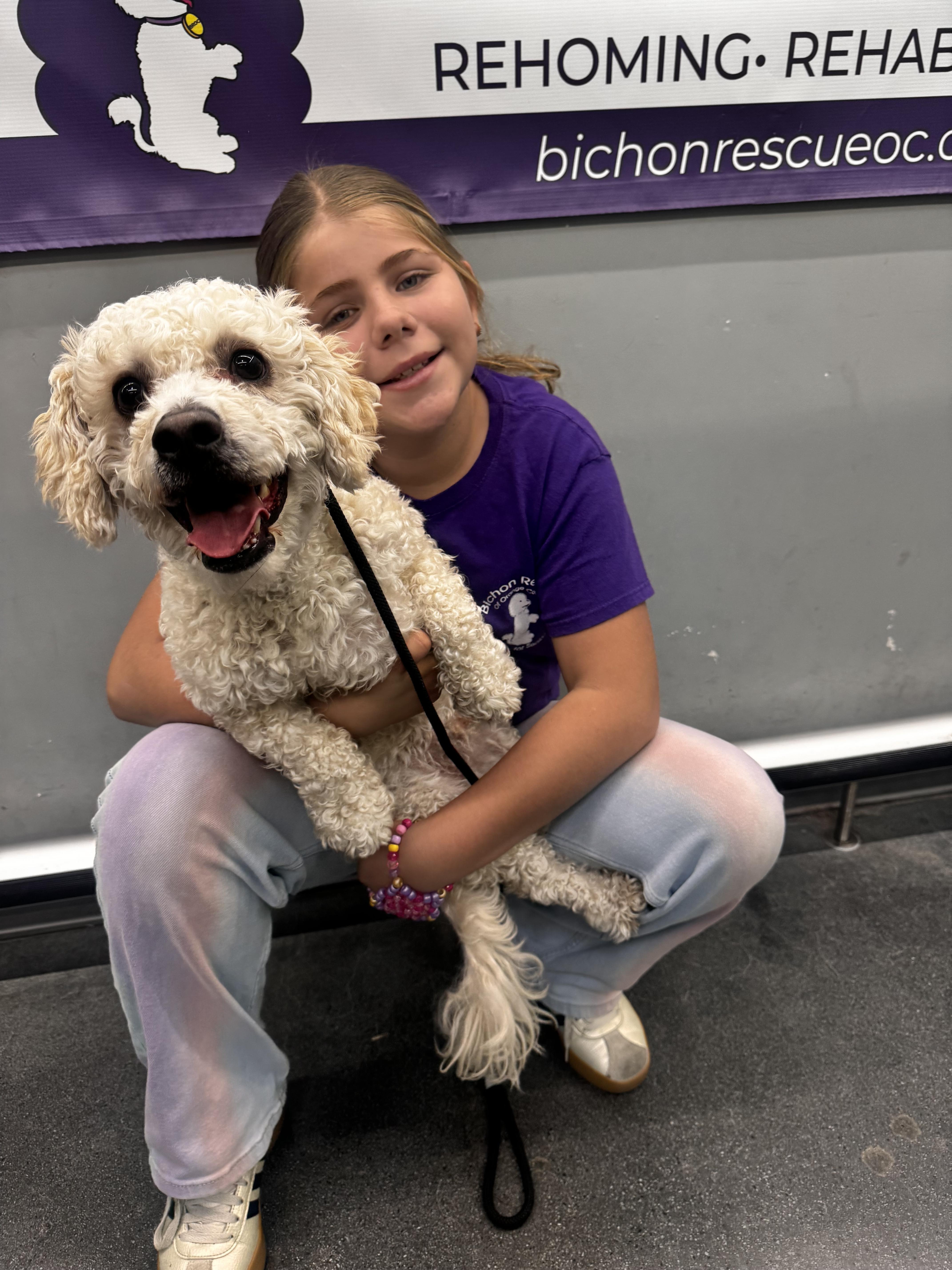 Maury #514/542, Adoptable, Adult Male Bichon Frise.